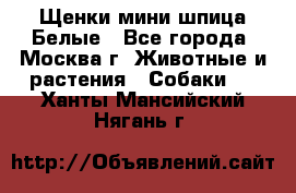 Щенки мини шпица Белые - Все города, Москва г. Животные и растения » Собаки   . Ханты-Мансийский,Нягань г.